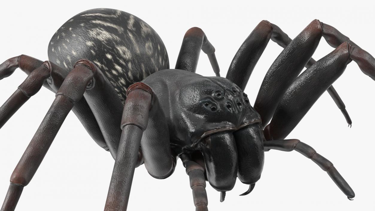 Black Wolf Spider Rigged 3D model