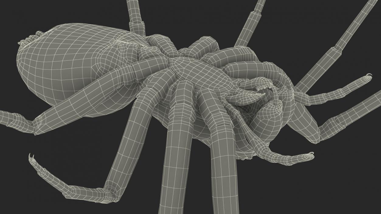 Black Wolf Spider Rigged 3D model