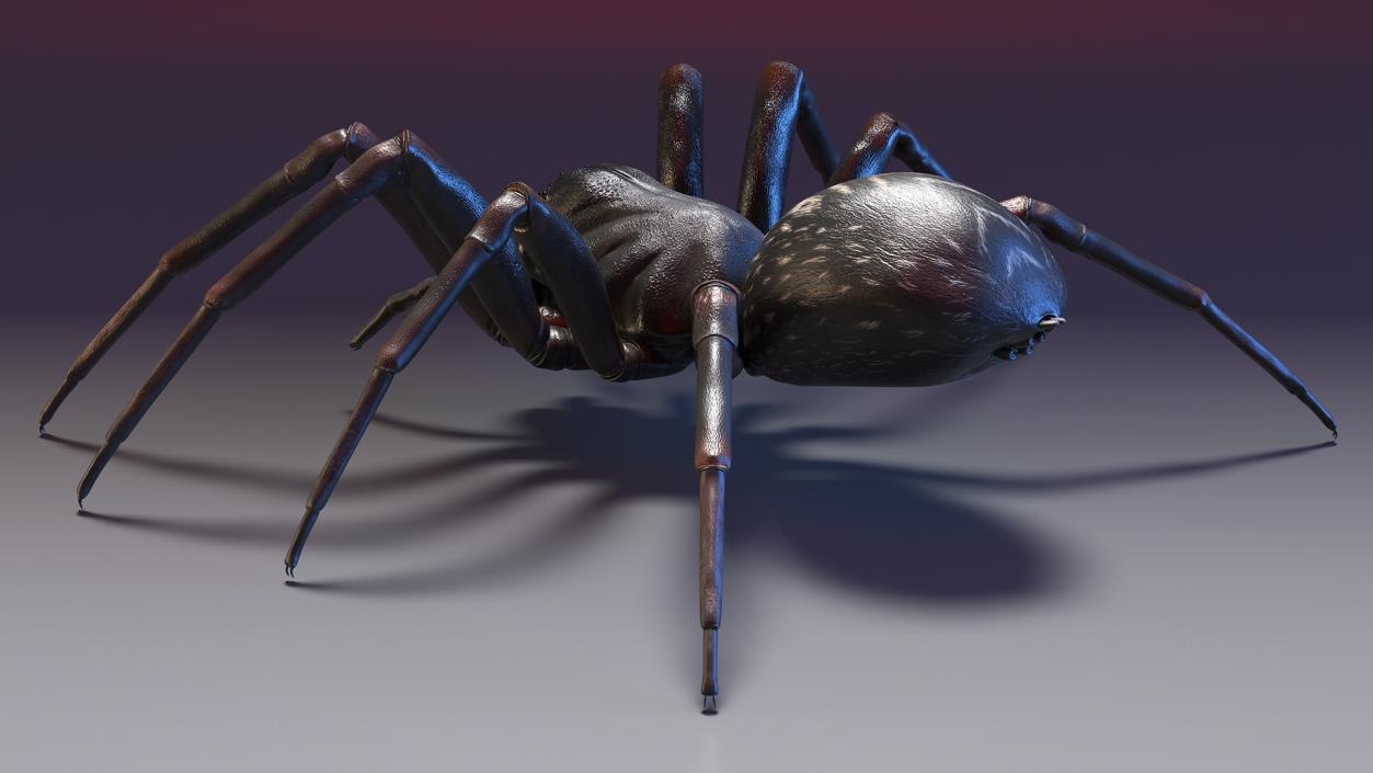 Black Wolf Spider Rigged 3D model