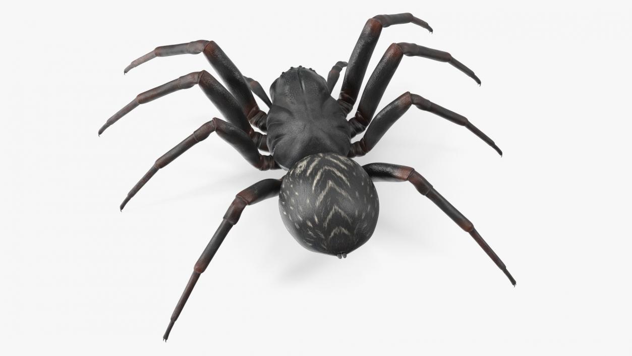 Black Wolf Spider Rigged 3D model