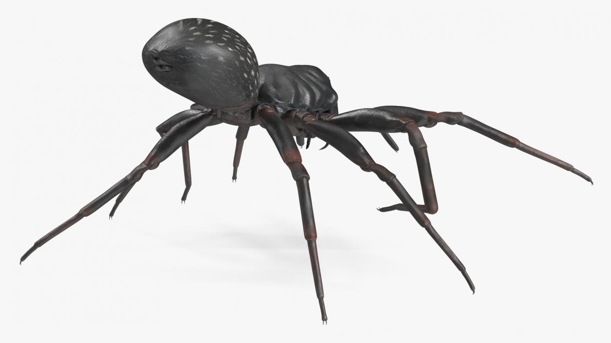 Black Wolf Spider Rigged 3D model