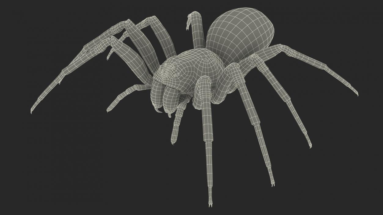 Black Wolf Spider Rigged 3D model