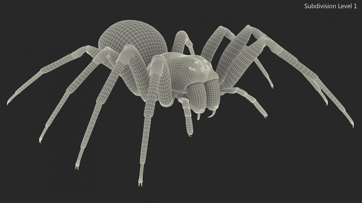 Black Wolf Spider Rigged 3D model