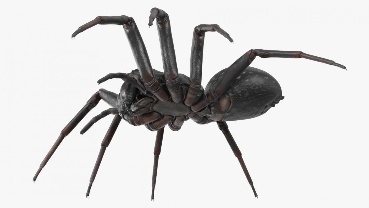 Black Wolf Spider Rigged 3D model