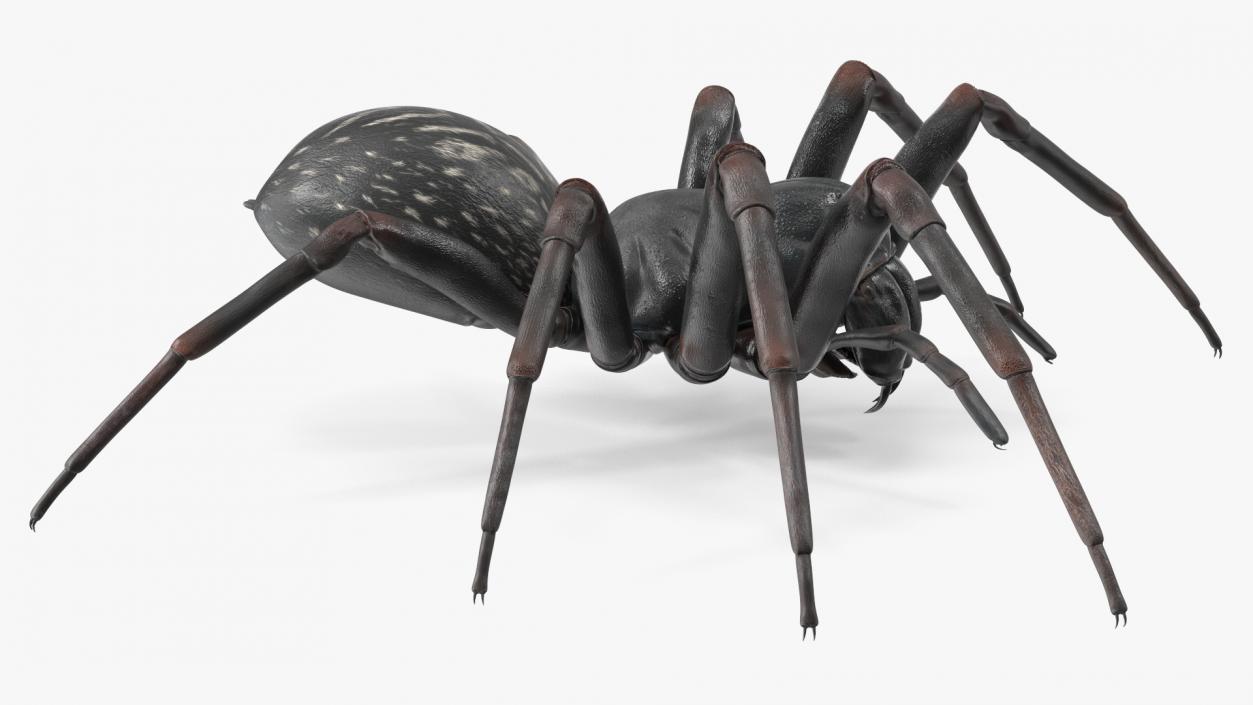 Black Wolf Spider Rigged 3D model