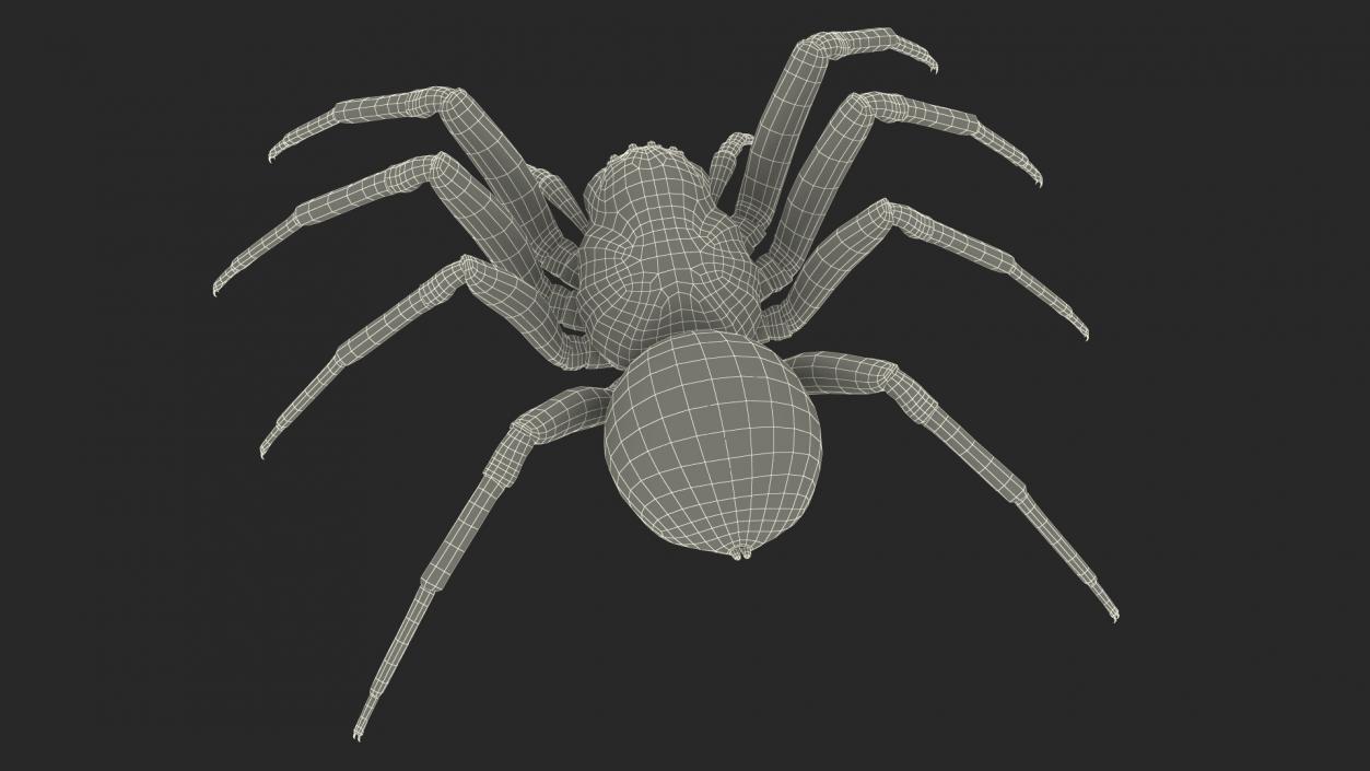 Black Wolf Spider Rigged 3D model