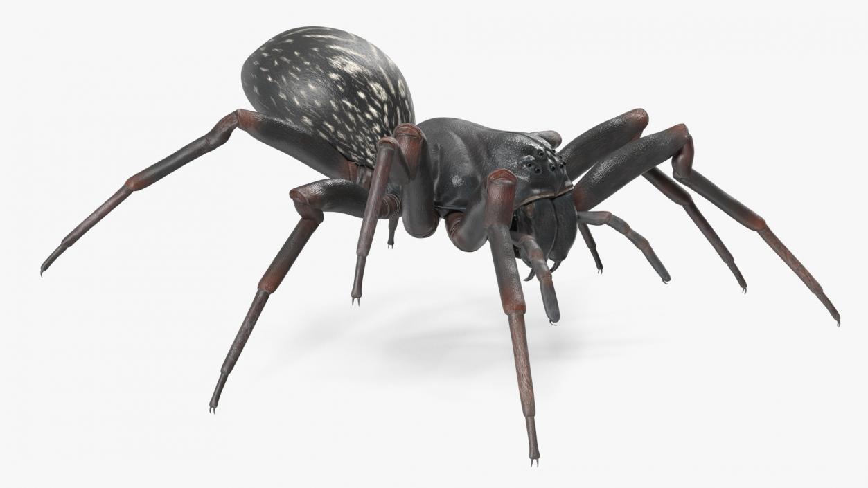 Black Wolf Spider Rigged 3D model