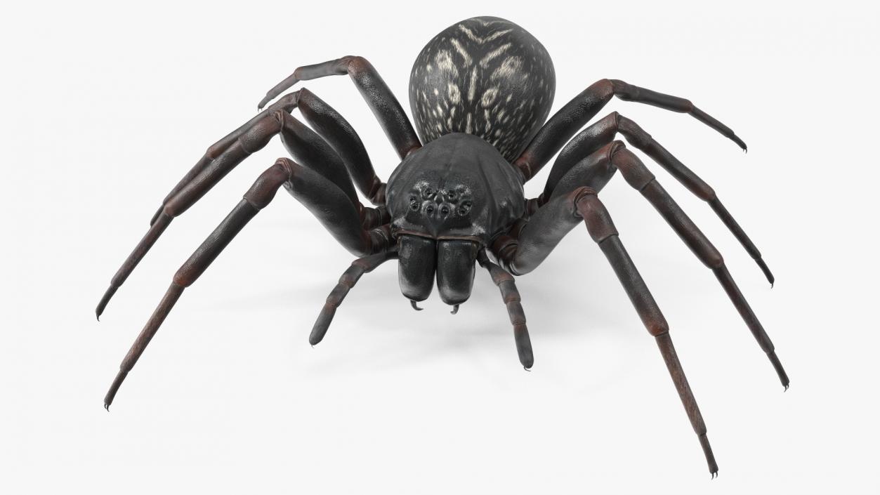 Black Wolf Spider Rigged 3D model