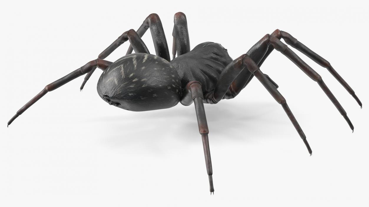 Black Wolf Spider Rigged 3D model