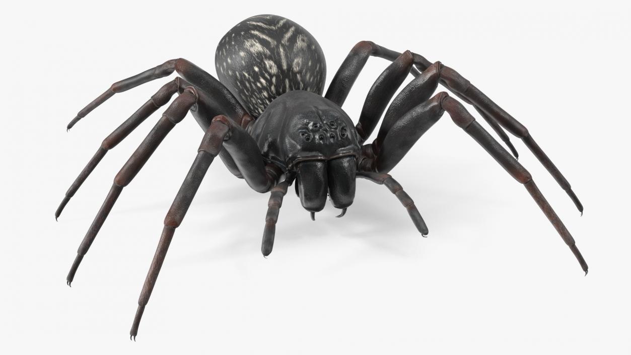 Black Wolf Spider Rigged 3D model