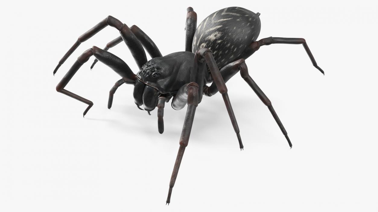 Black Wolf Spider Rigged 3D model