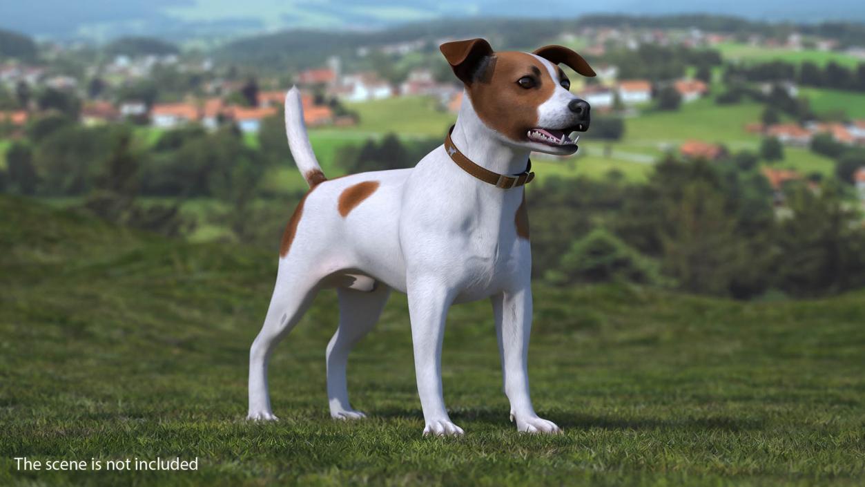 Jack Russell Terrier Spotted Fur 3D