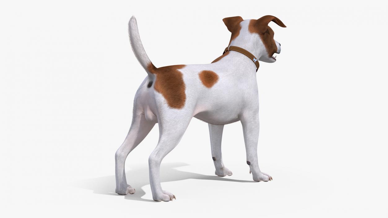 Jack Russell Terrier Spotted Fur 3D