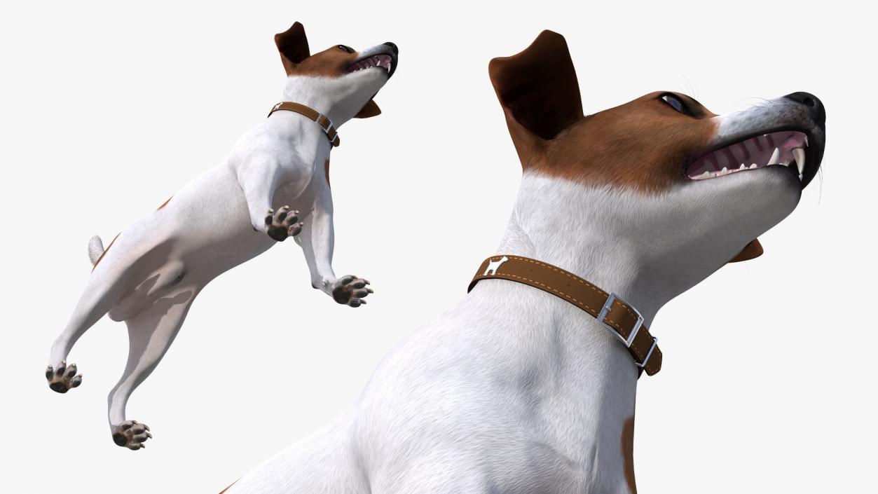 Jack Russell Terrier Spotted Fur 3D