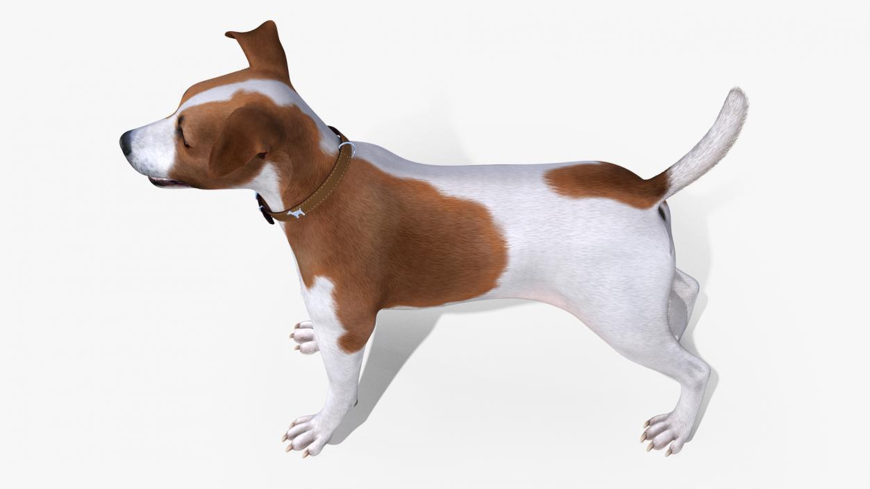 Jack Russell Terrier Spotted Fur 3D