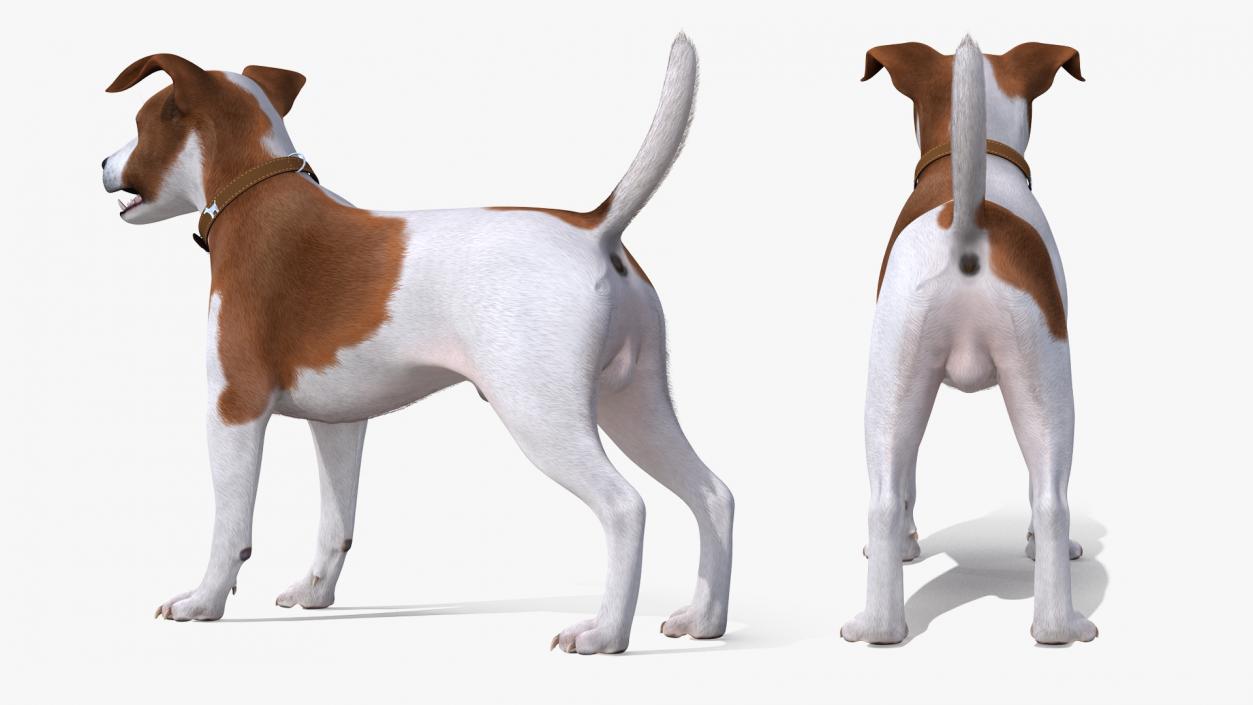 Jack Russell Terrier Spotted Fur 3D