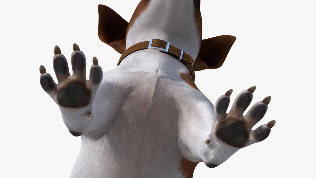 Jack Russell Terrier Spotted Fur 3D