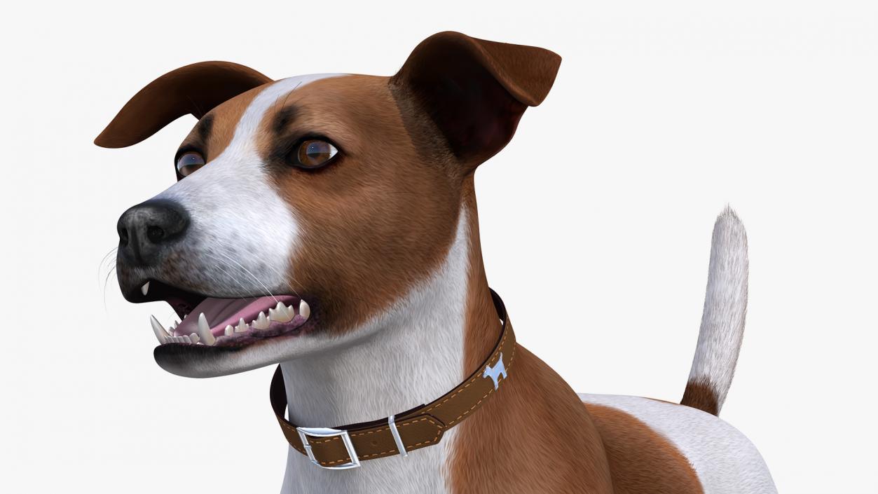 Jack Russell Terrier Spotted Fur 3D