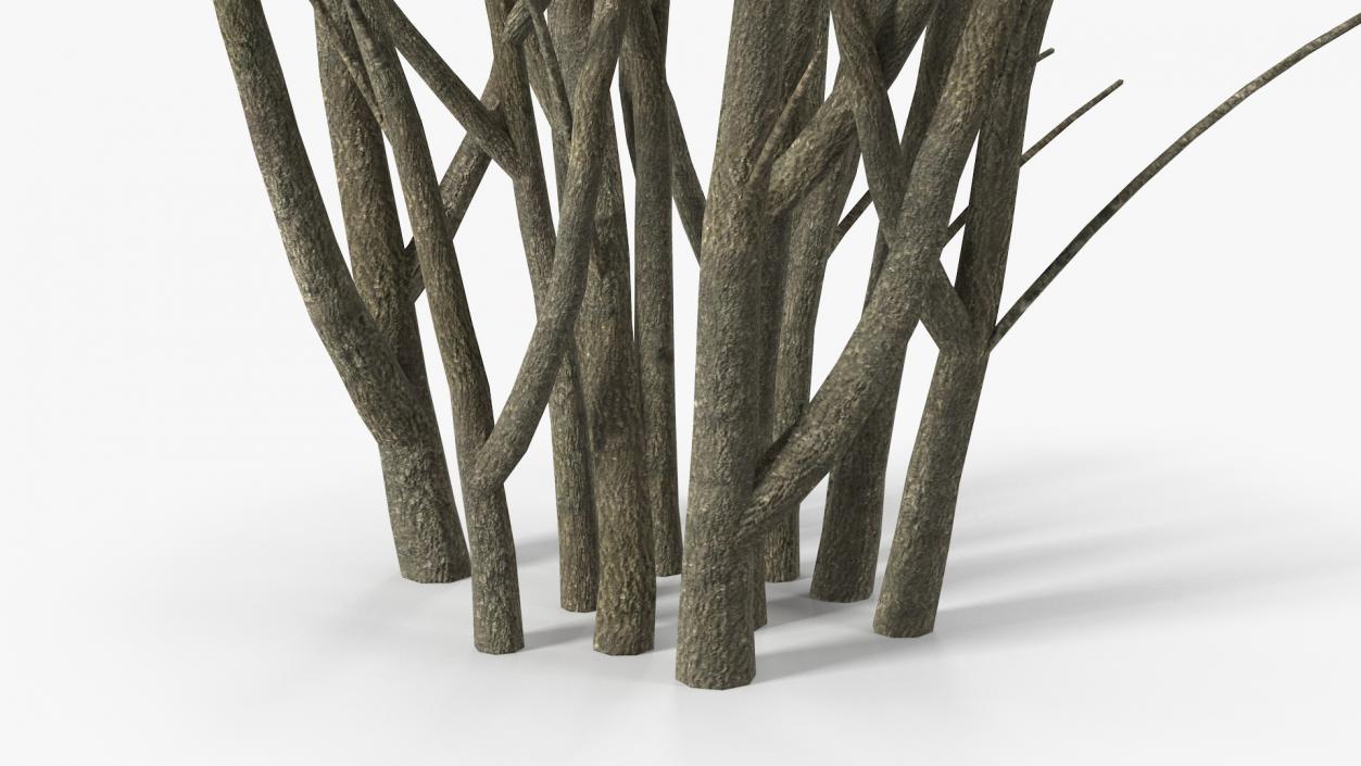 3D Barberry Bark model