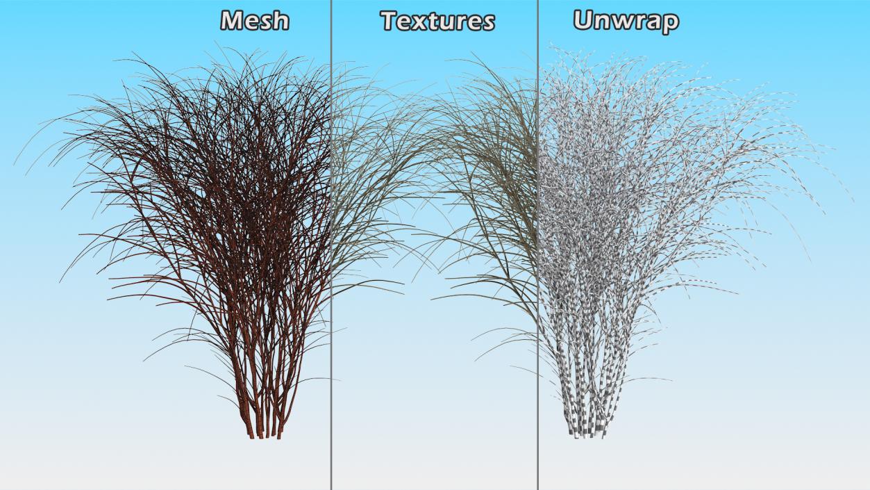 3D Barberry Bark model