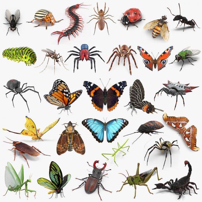 Insects Big Collection 5 3D model