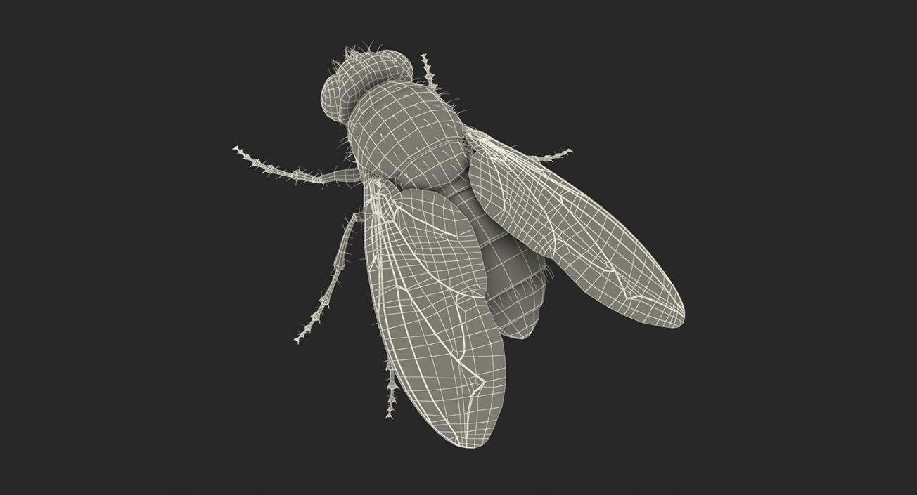 Insects Big Collection 5 3D model