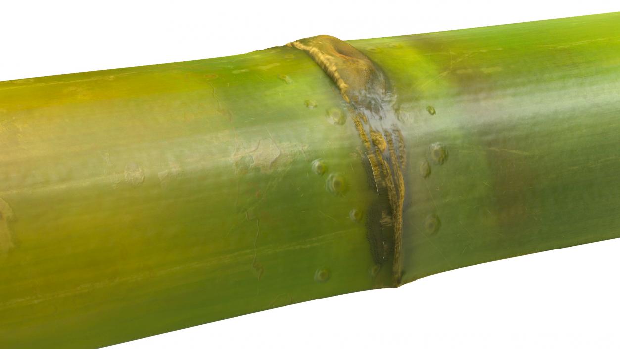 3D model Sugarcane Collection