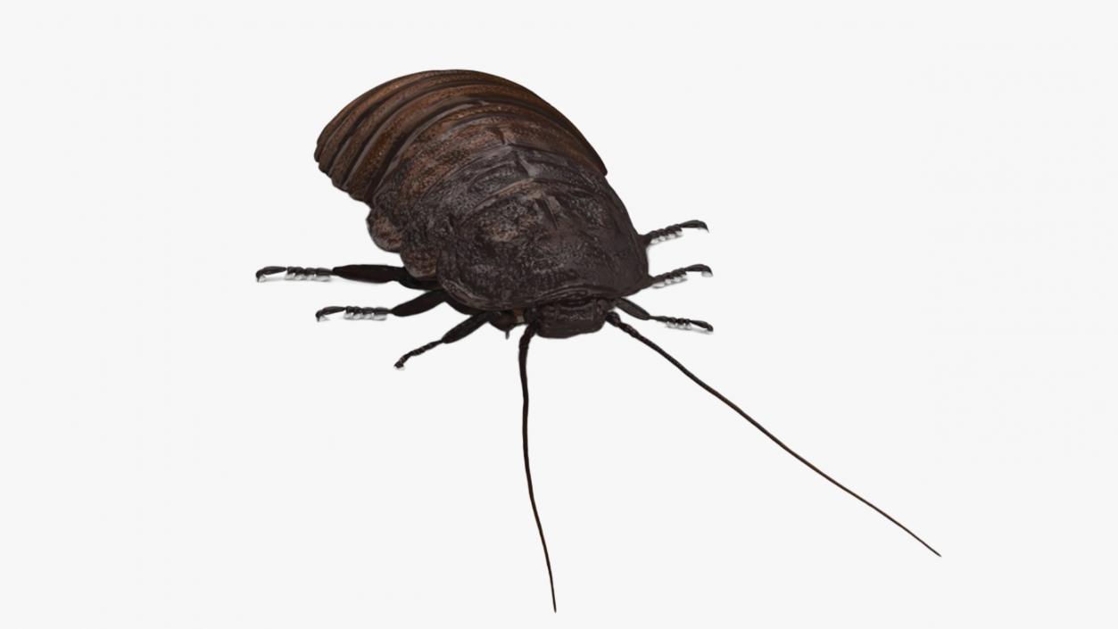 3D Wood Feeding Cockroach Rigged for Maya model