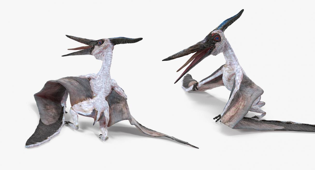 3D model Pterosaur Pteranodon White Standing Pose