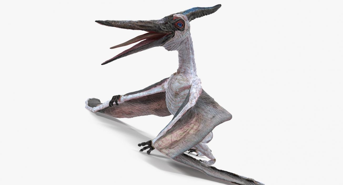 3D model Pterosaur Pteranodon White Standing Pose