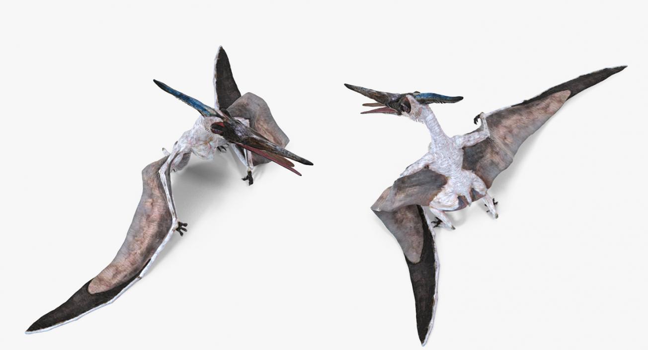 3D model Pterosaur Pteranodon White Standing Pose