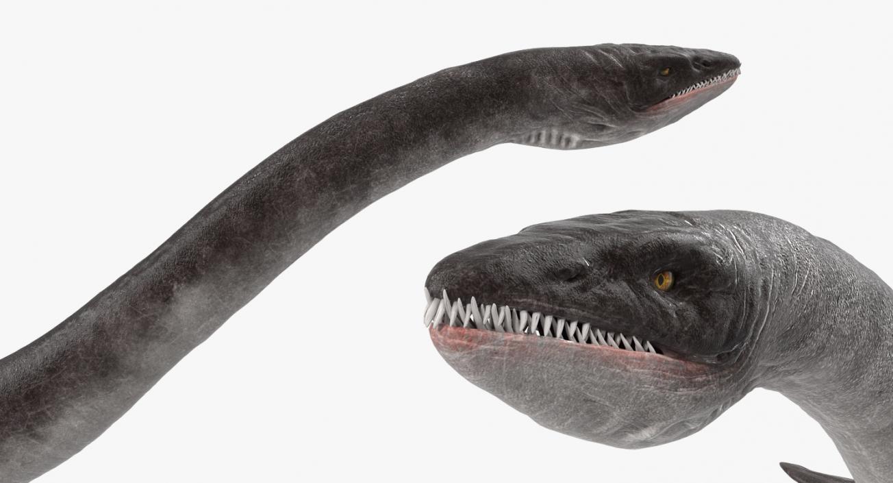 3D Plesiosauria Marine Reptile Dinosaur