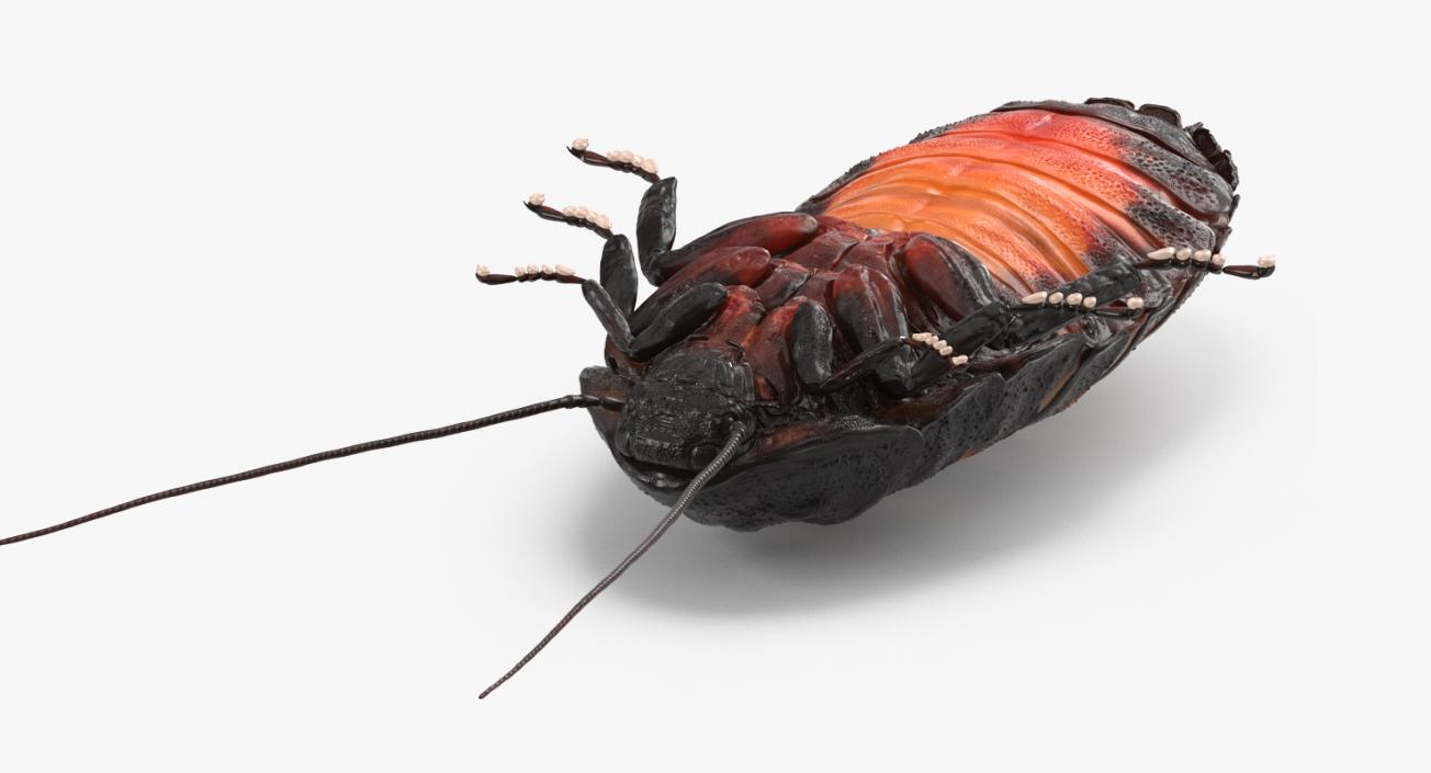 Cockroaches Collection 3D