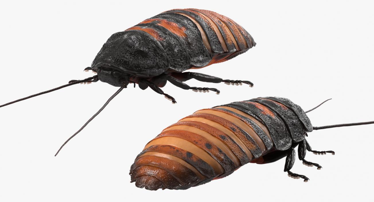 Cockroaches Collection 3D