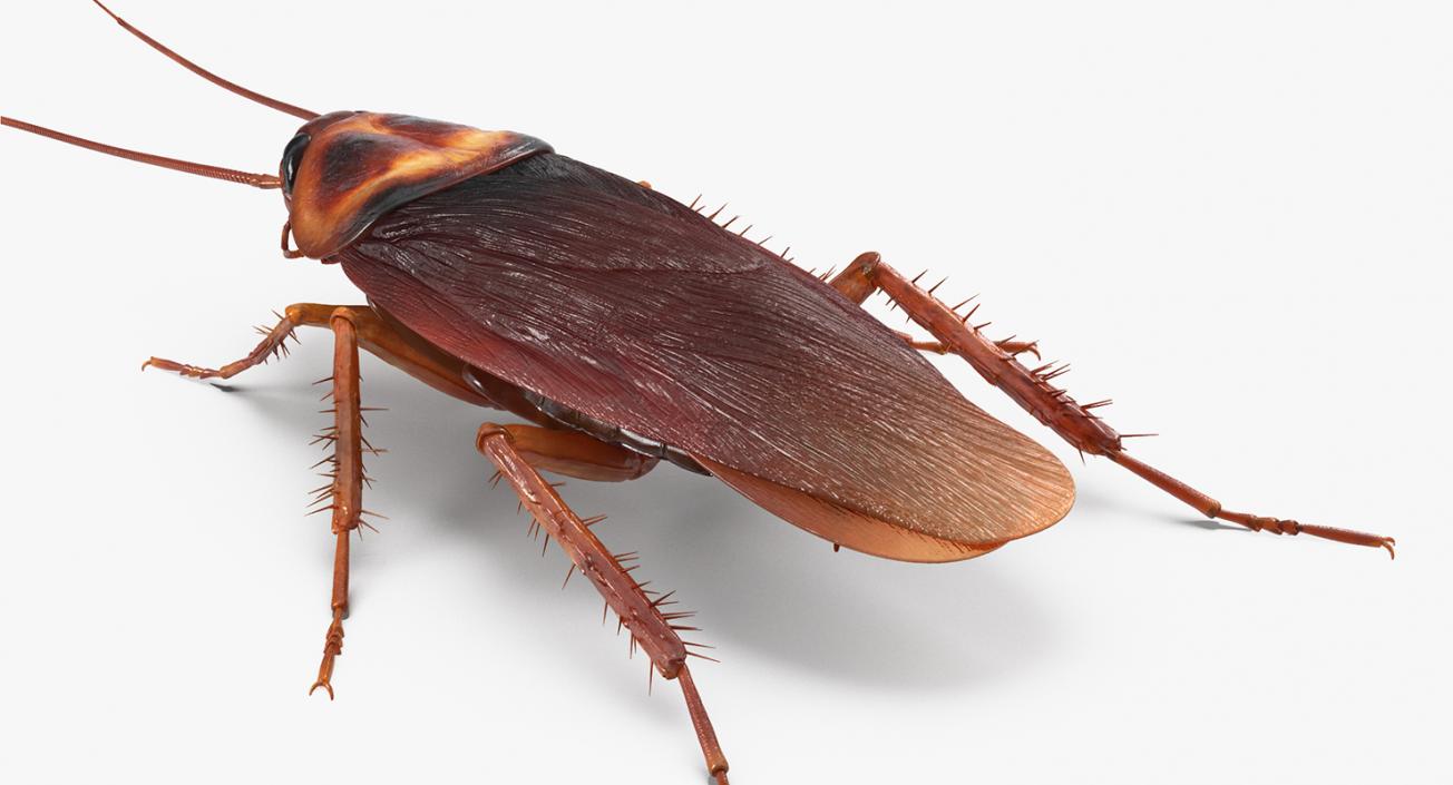 Cockroaches Collection 3D