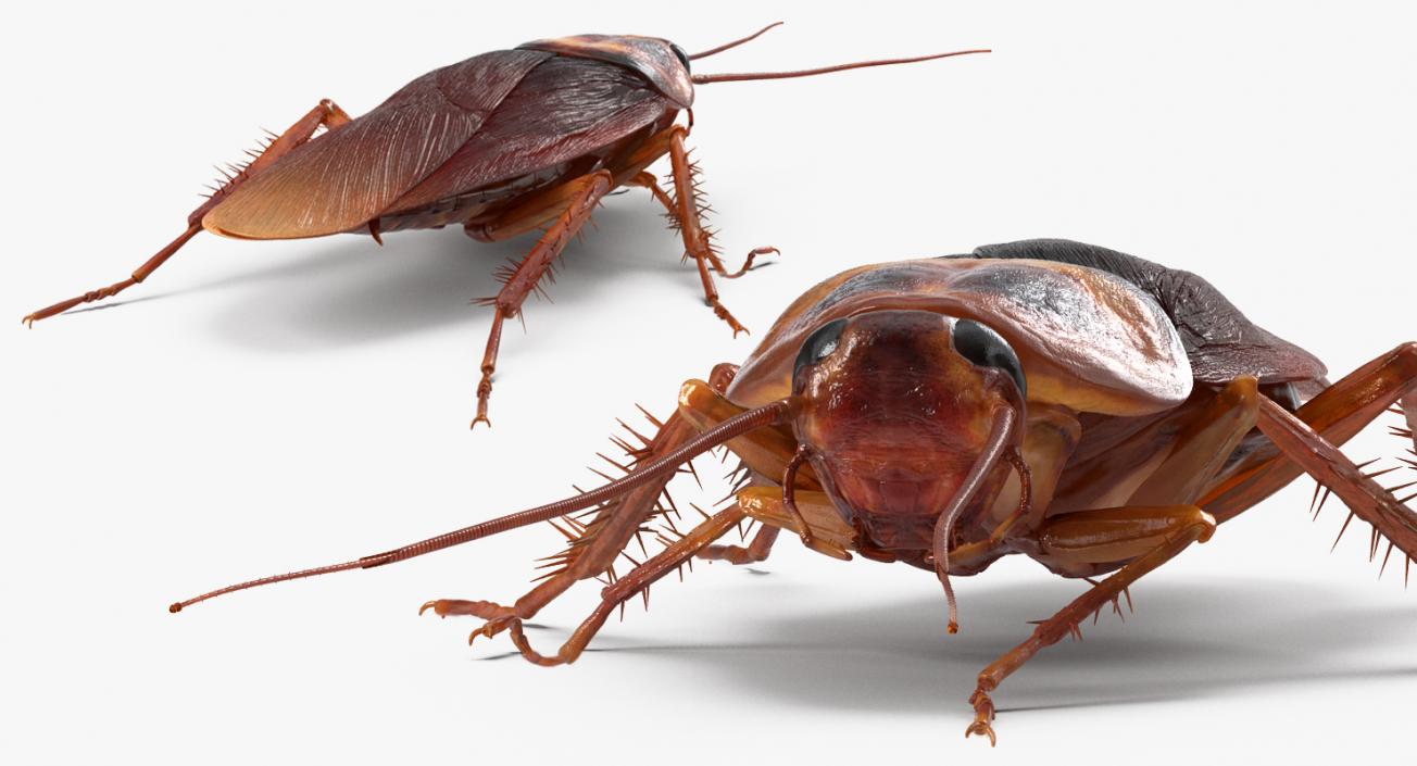 Cockroaches Collection 3D