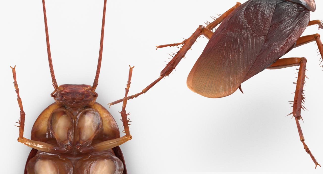 Cockroaches Collection 3D