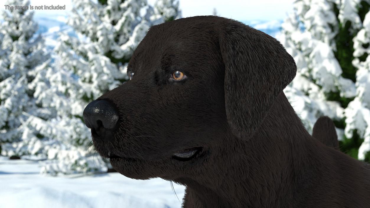 3D Labrador Dog Black Standing Fur