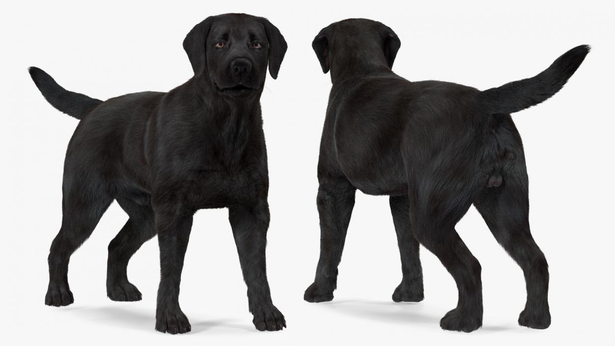 3D Labrador Dog Black Standing Fur