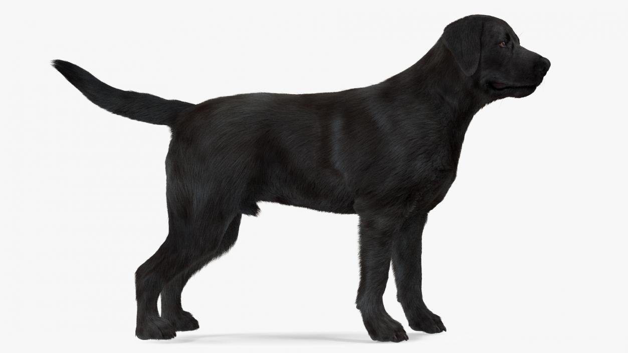 3D Labrador Dog Black Standing Fur