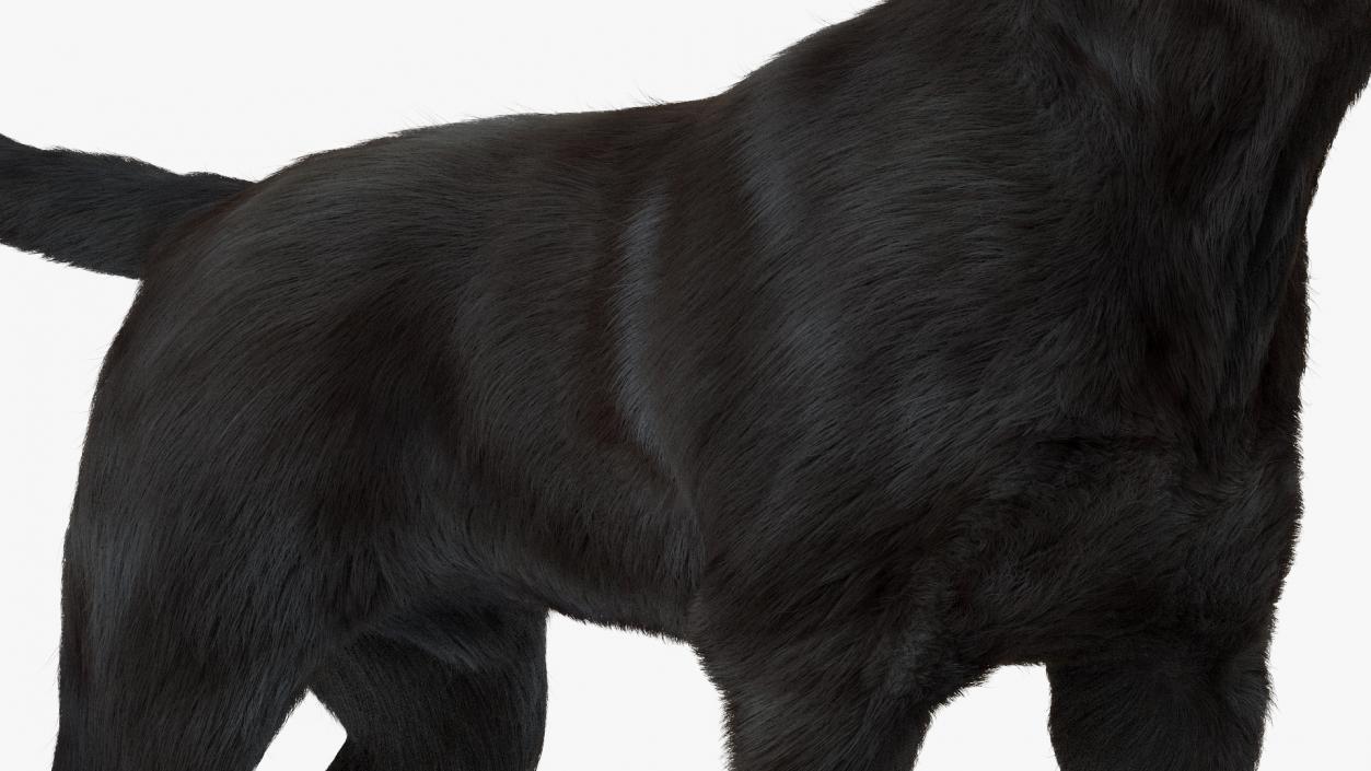 3D Labrador Dog Black Standing Fur