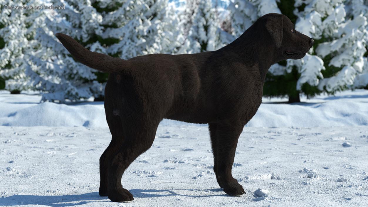 3D Labrador Dog Black Standing Fur