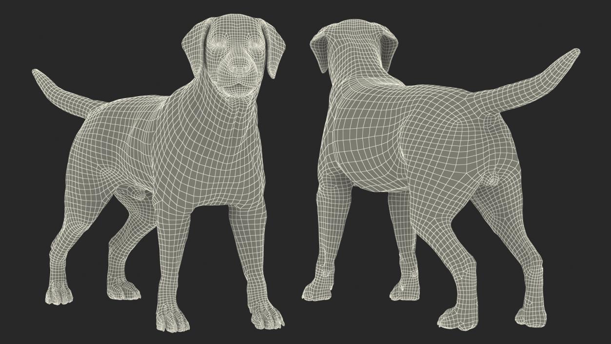 3D Labrador Dog Black Standing Fur