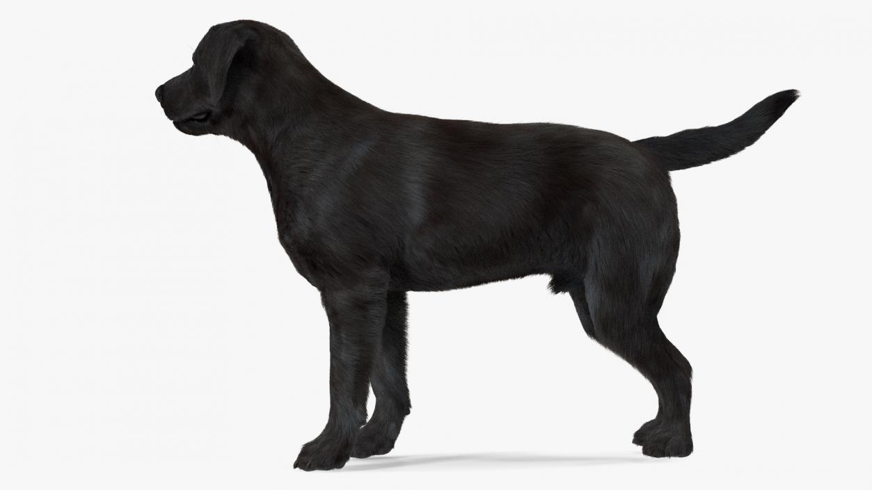 3D Labrador Dog Black Standing Fur