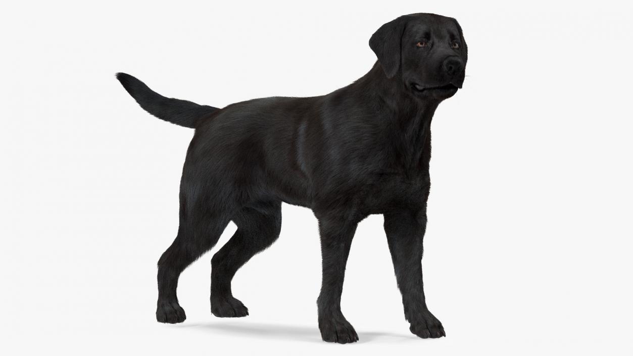 3D Labrador Dog Black Standing Fur