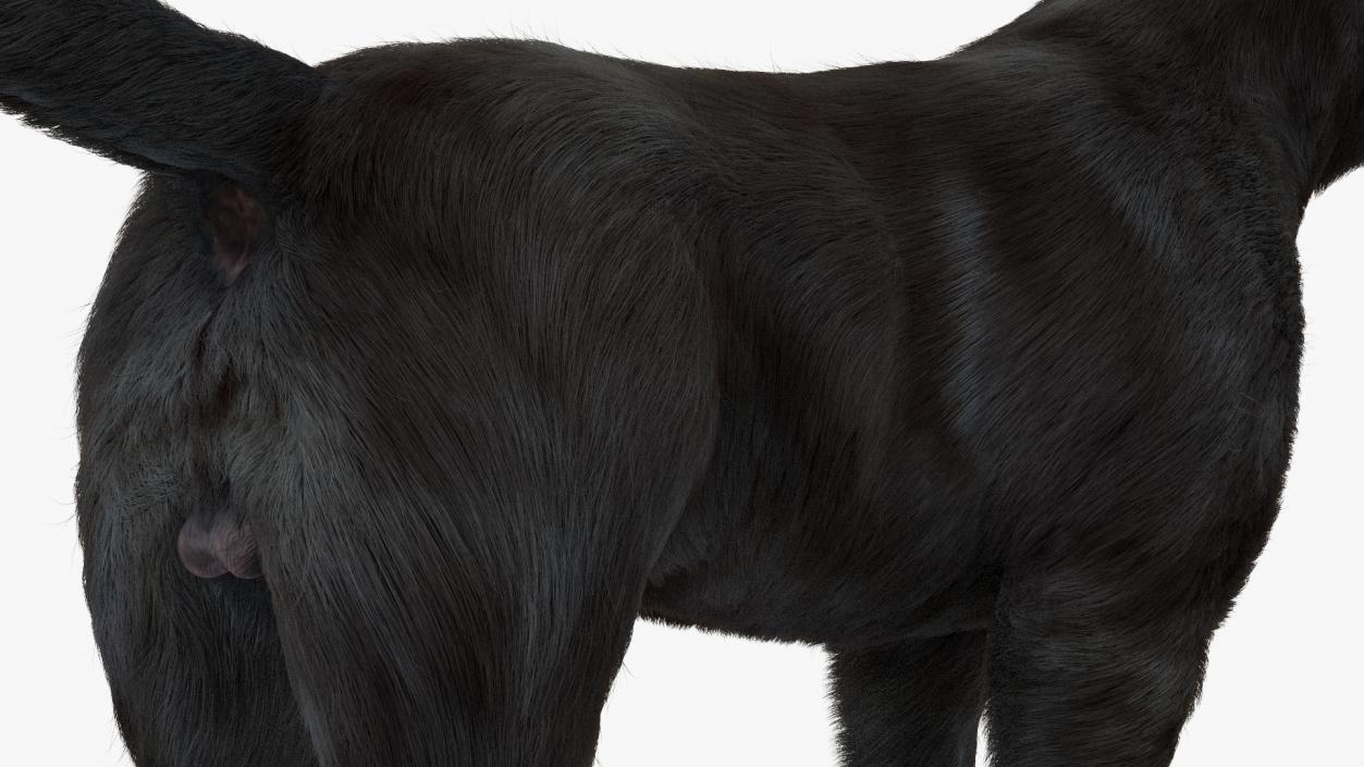 3D Labrador Dog Black Standing Fur