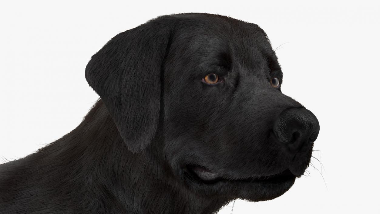 3D Labrador Dog Black Standing Fur