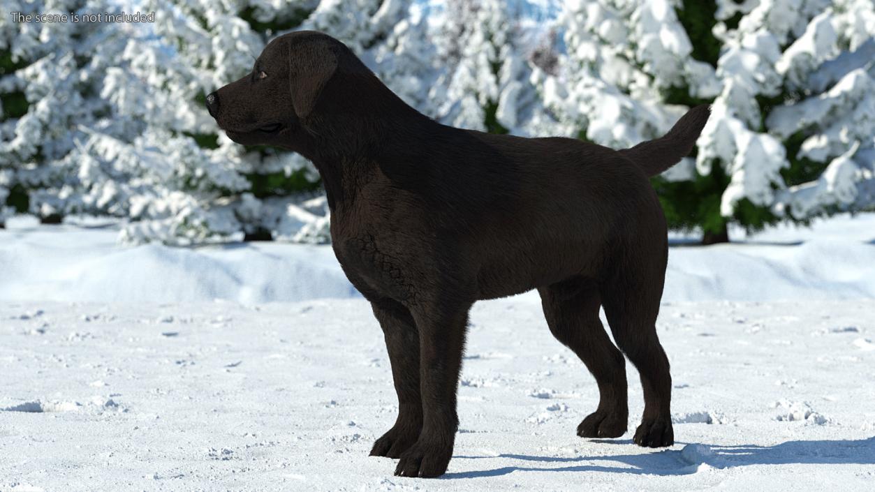 3D Labrador Dog Black Standing Fur