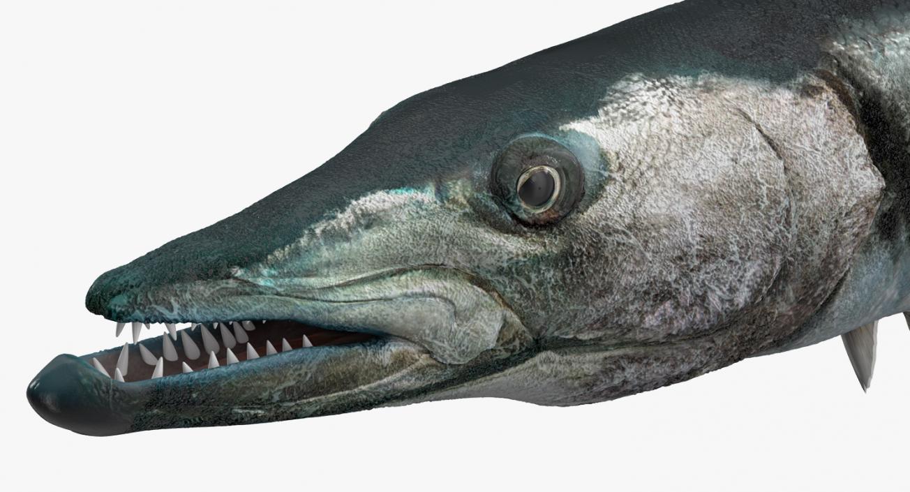 Barracuda Fish 3D model