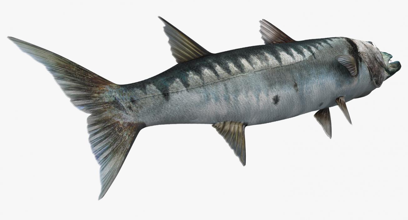 Barracuda Fish 3D model